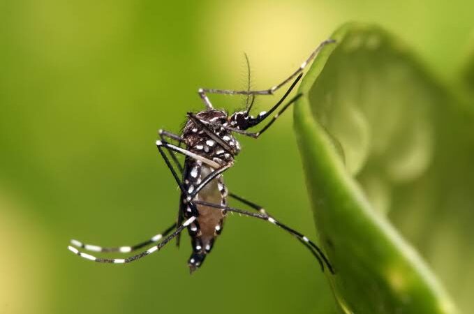 SÃO PAULO DECRETA ESTADO DE EMERGÊNCIA POR CONTA DO ELEVADO NÚMERO DE CASOS DE DENGUE