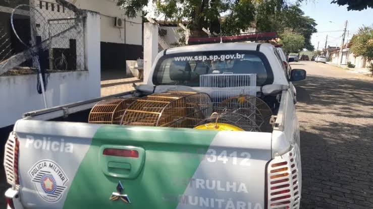 POLÍCIA AMBIENTAL RESGATA 16 AVES EM CATIVEIRO IRREGULAR NA CIDADE DE CRUZEIRO