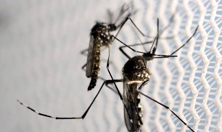 NOVAS MORTES POR DENGUE SÃO REGISTRAS EM SÃO JOSÉ DOS CAMPOS, TAUBATÉ E GUARATINGUETÁ