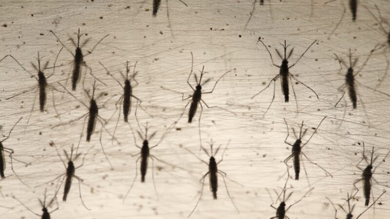 COM MAIS DE 15 ÓBITOS POR DENGUE NO VALE, REGIÃO ATINGE A MARCA DE 97 MORTES PELA DOENÇA DE ACORDO COM A SECETARIA ESTADUAL DE SAÚDE