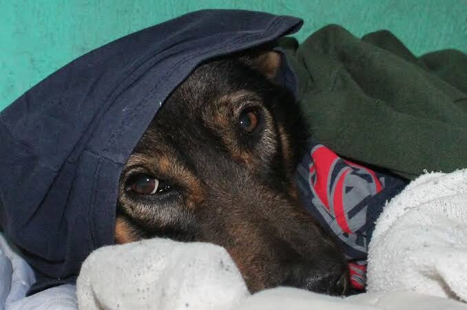 Saiba como proteger seu melhor amigo do frio durante o inverno